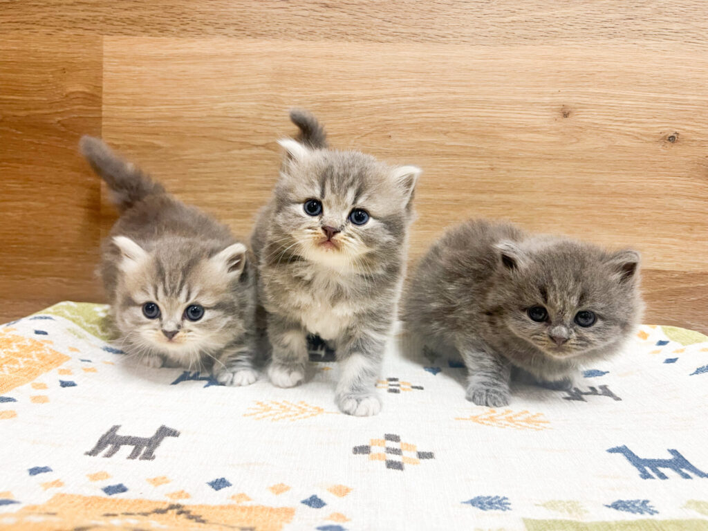 2025年8月8日撮影 離乳食もよく食べてくれて元気いっぱいです⋆*❤︎