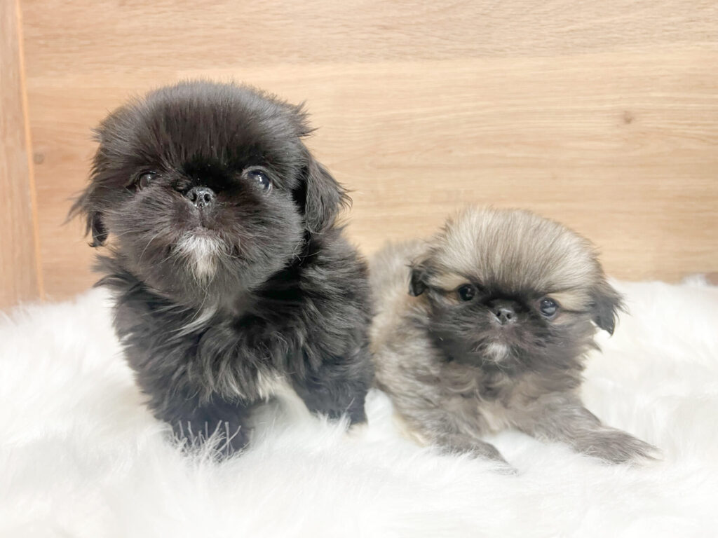 女の子2匹♡ʾʾ