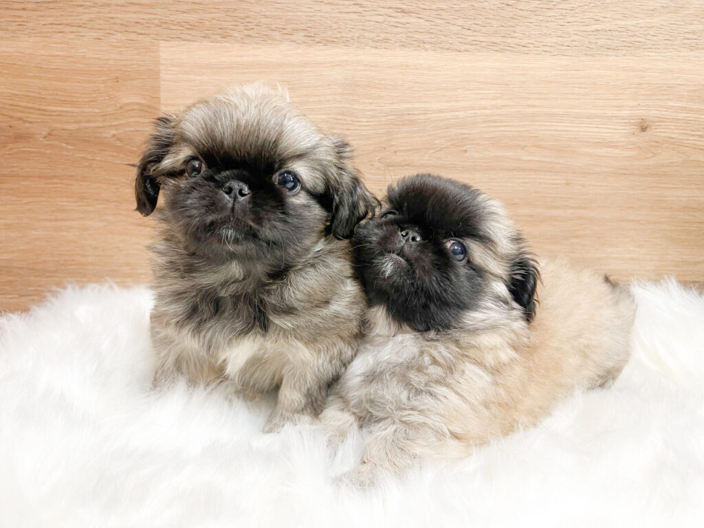 2026年2月16日撮影 男の子2匹✩⡱