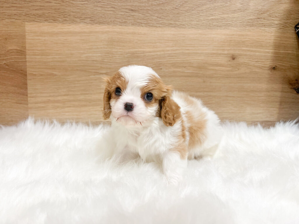 2026年2月16日撮影 男の子★