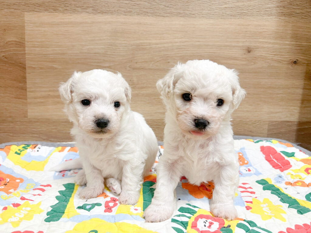 2026年2月16日撮影 男の子2匹★