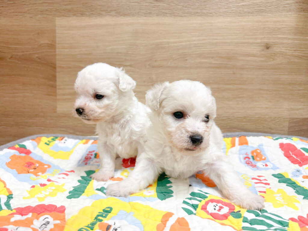 男の子1匹/女の子1匹