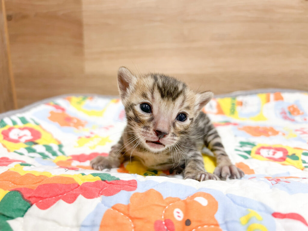 2026年2月16日撮影