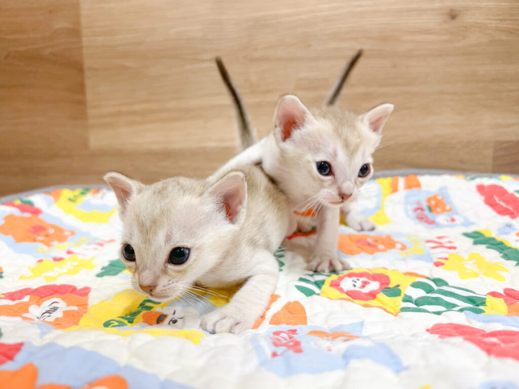 2026年2月16日撮影