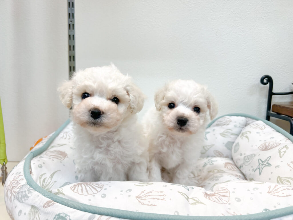 2026年2月25日撮影 男の子2匹