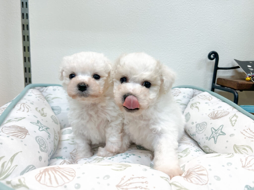 男の子1匹/女の子1匹