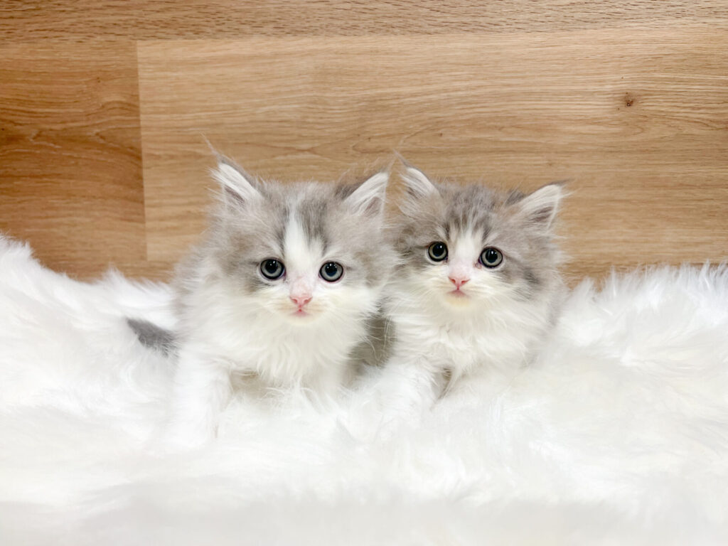 2026年3月2日撮影 男の子2匹☆*