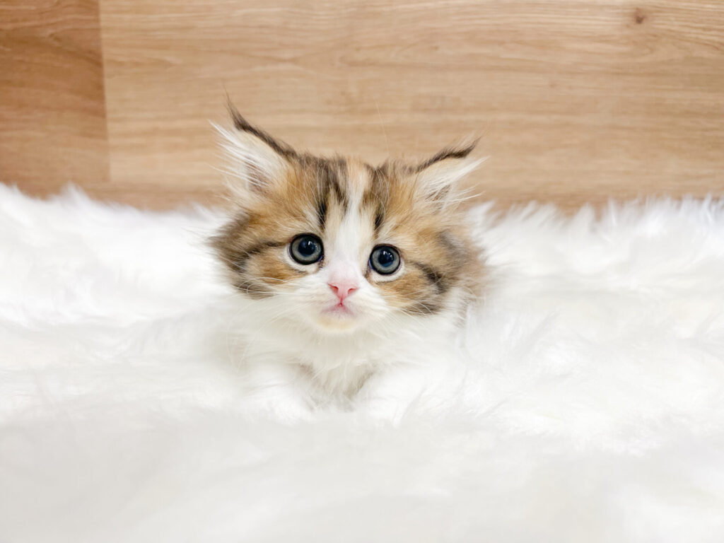 女の子ᢉ𐭩 ᩚ