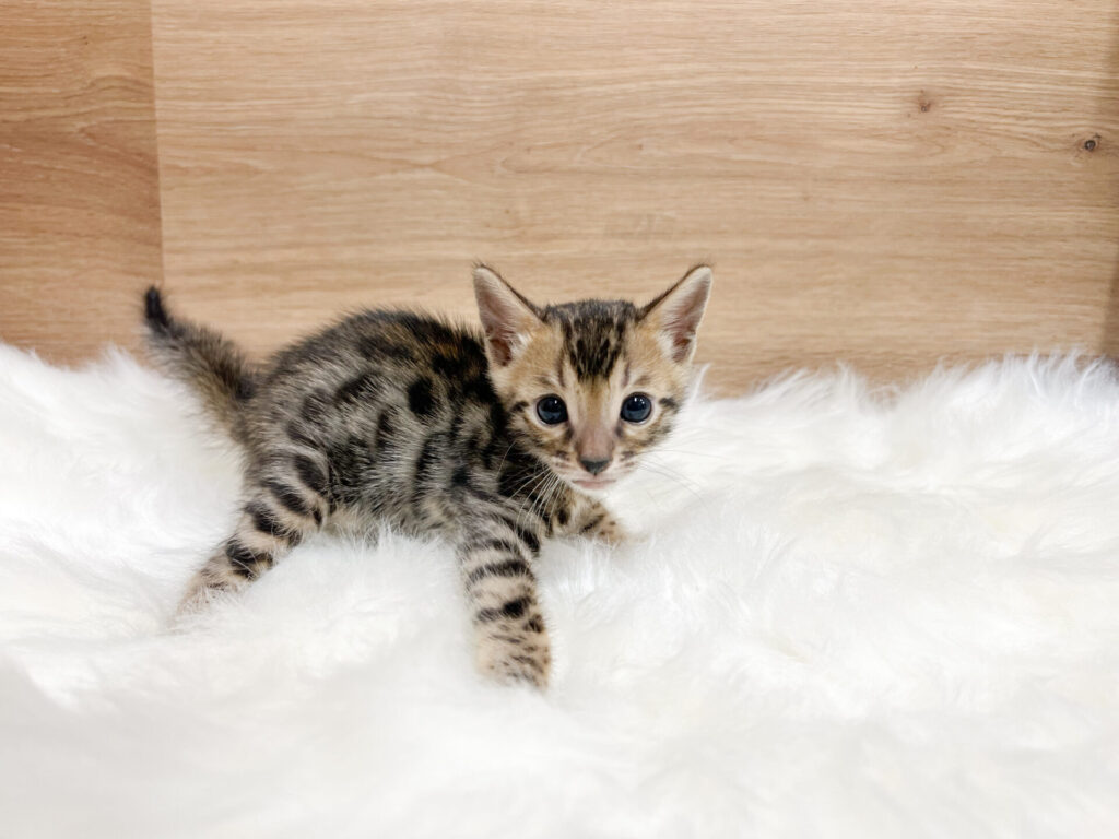 2026年3月2日撮影