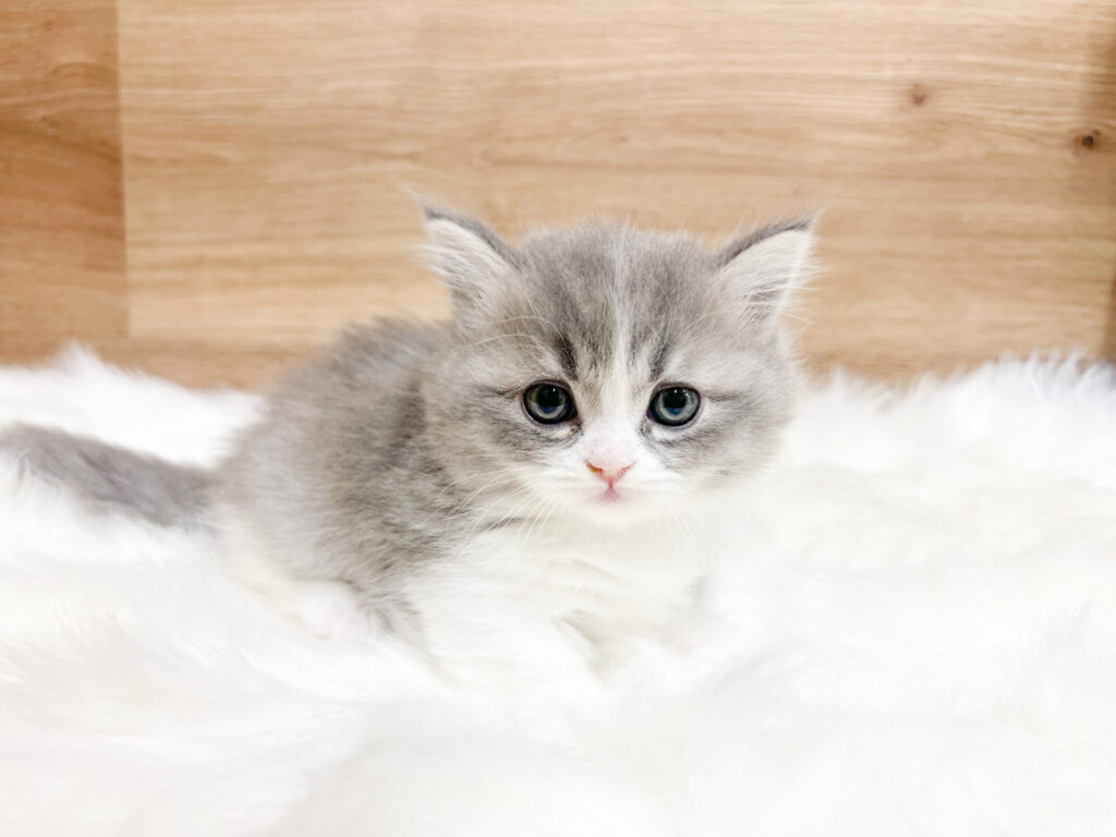 2026年3月2日撮影 男の子𖤐ˊ˗