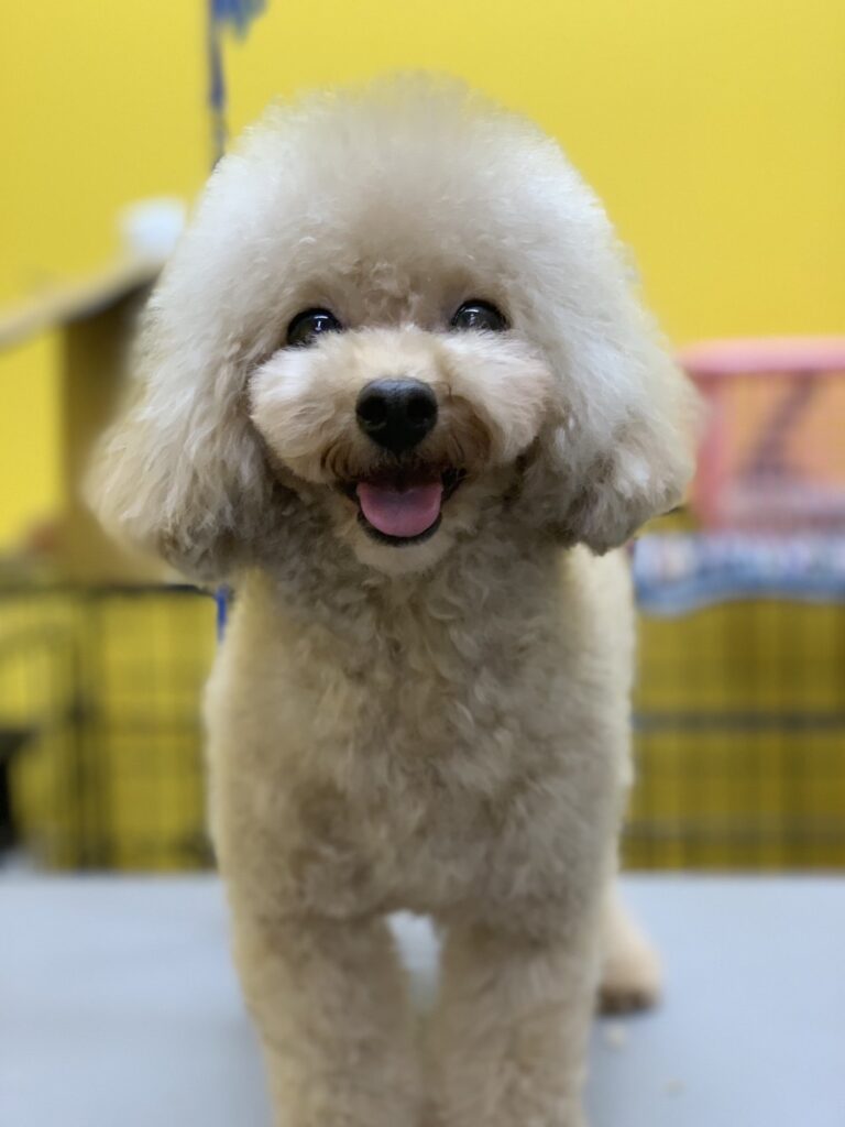 母犬 シャイン