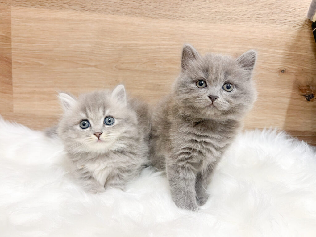 女の子2匹♬̆̈˖·