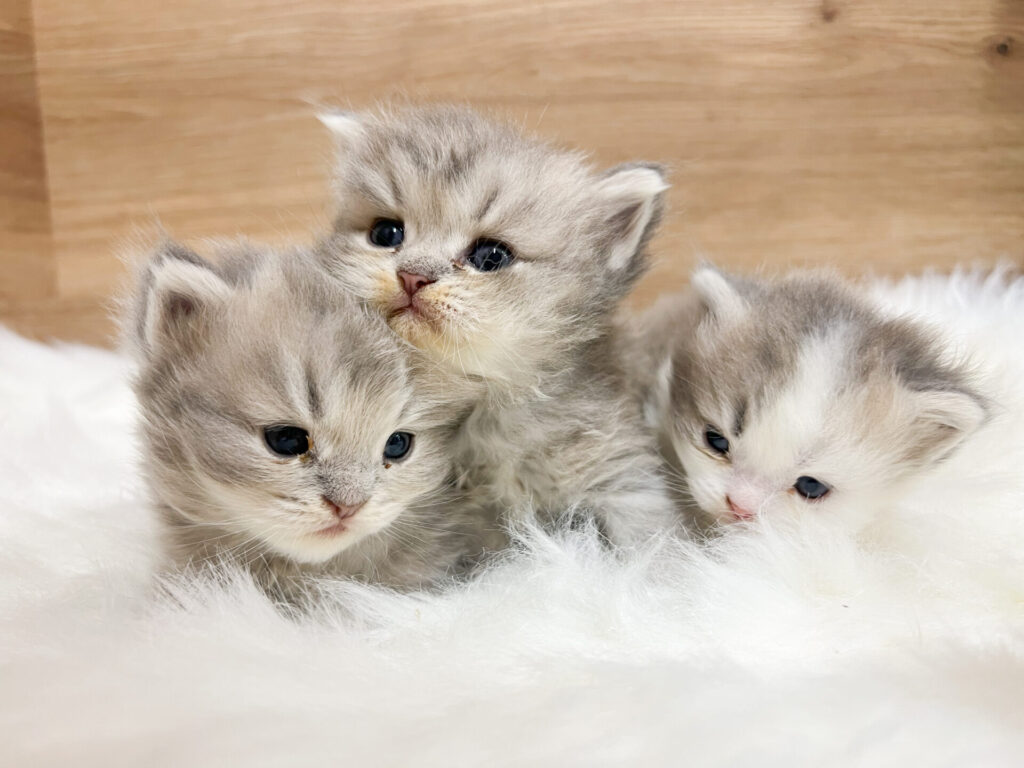 2026年3月2日撮影