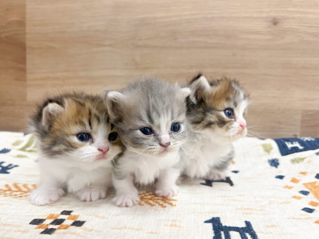 すくすく育ってます⸜ ♡ ⸝