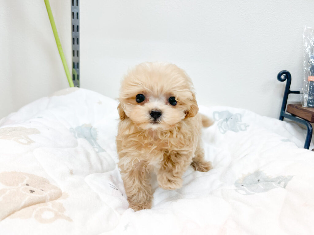 2026年3月6日撮影