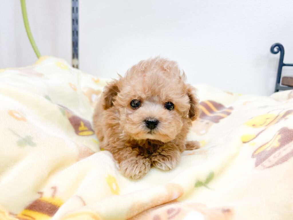 2026年3月6日撮影