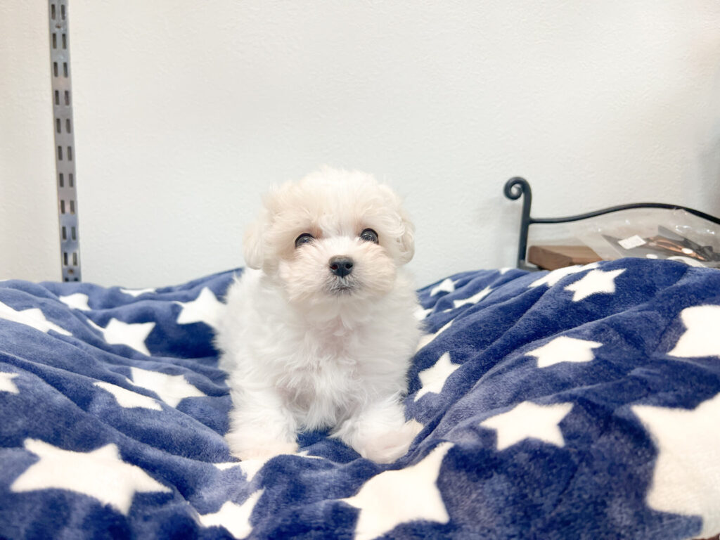 2026年3月6日撮影