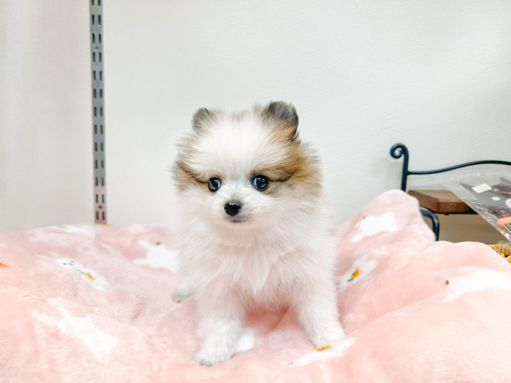 2026年3月6日撮影