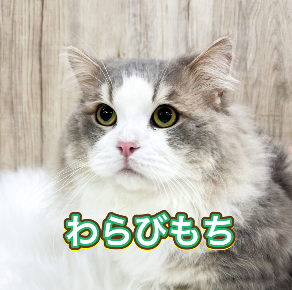 父猫