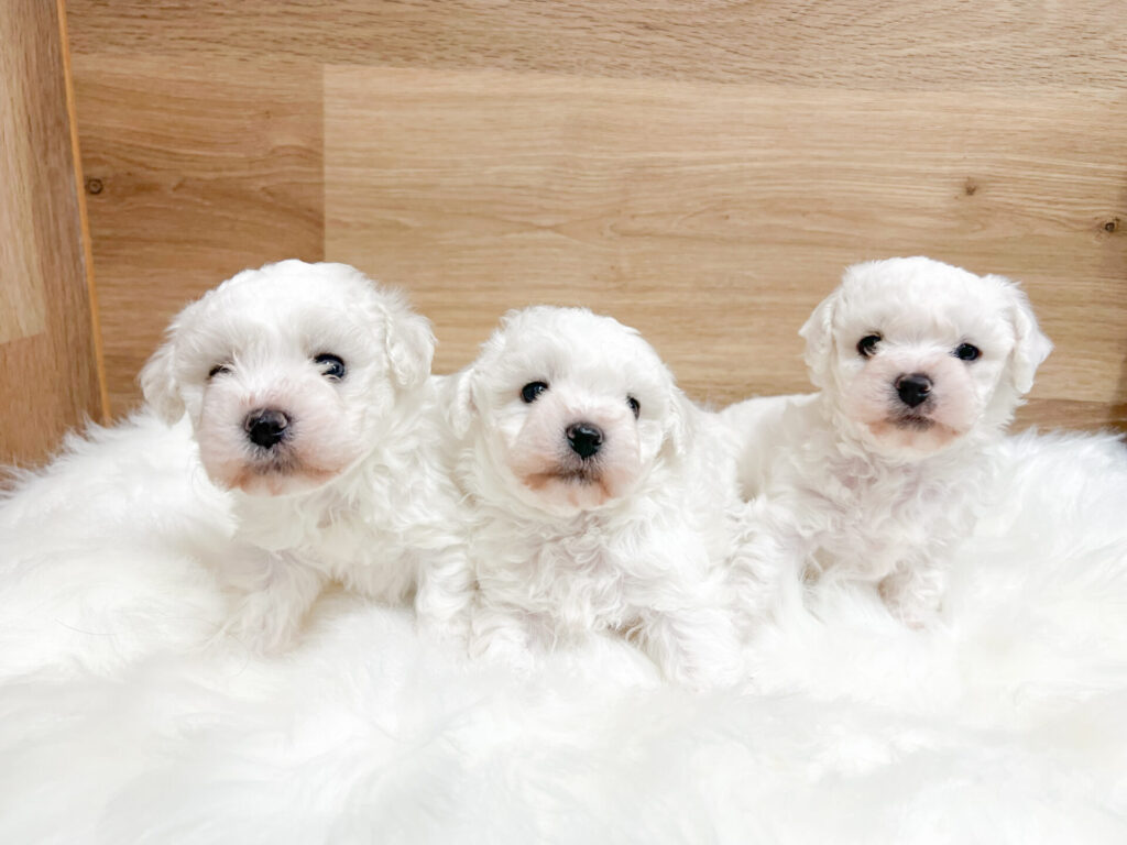 2026年3月11日撮影