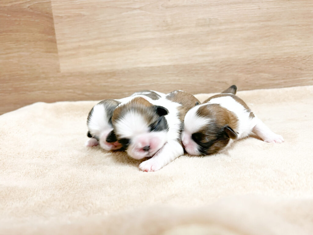 2026年3月11日撮影