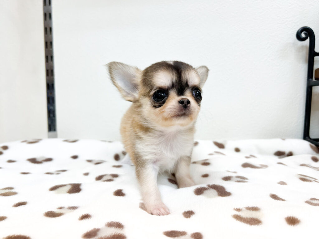 2026年3月13日撮影