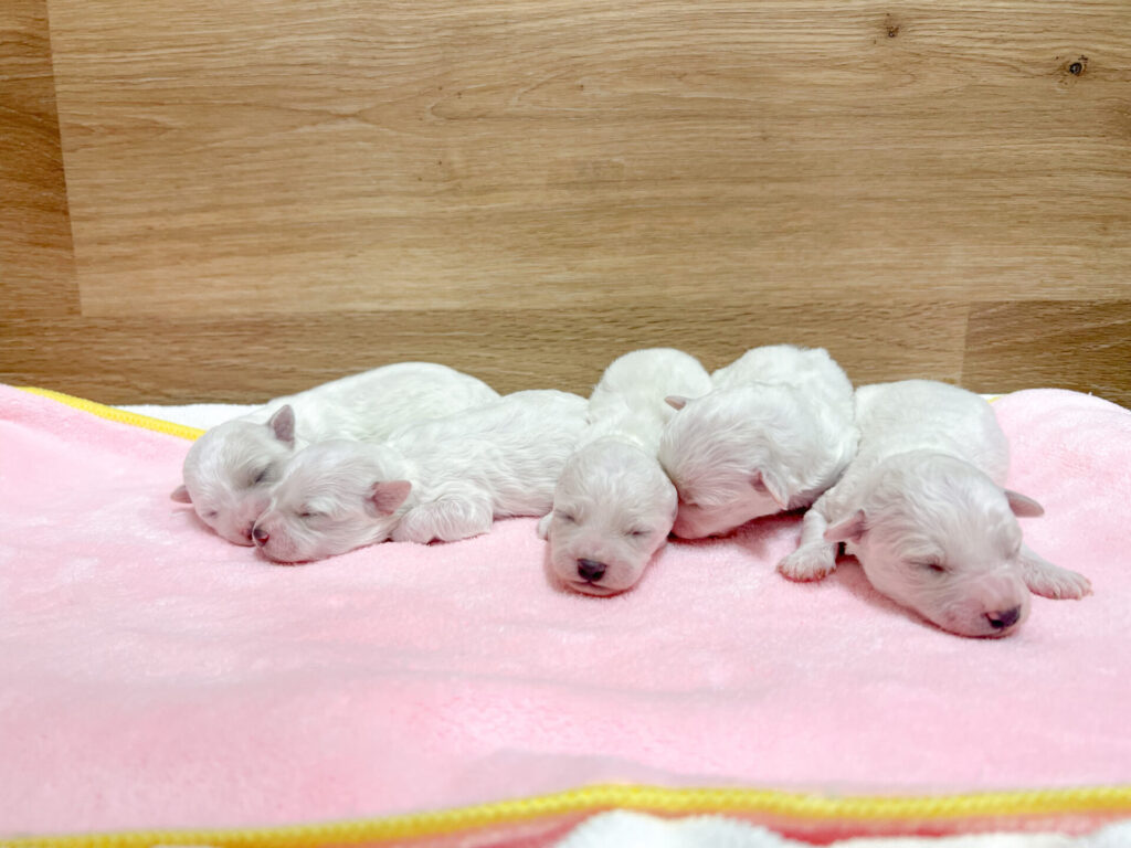 2026年3月20日撮影