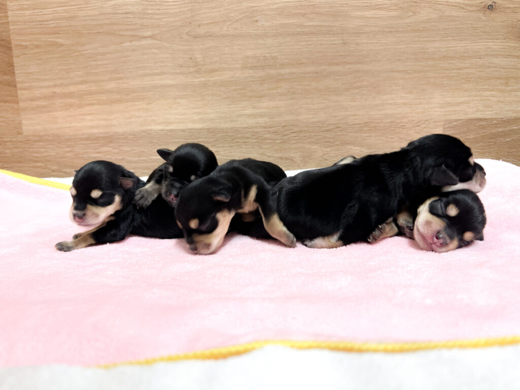 2026年3月20日撮影