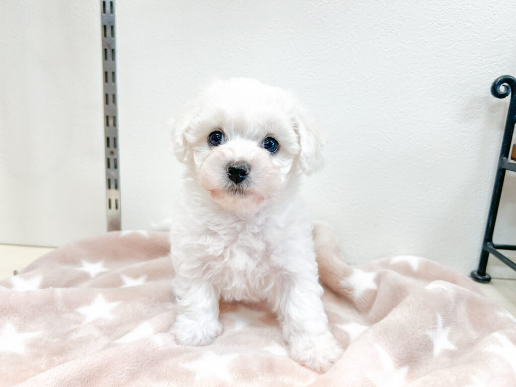 2026年3月20日撮影 男の子𖤐ˊ˗