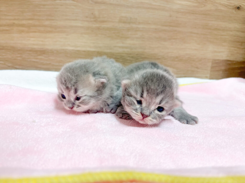 2026年3月20日撮影