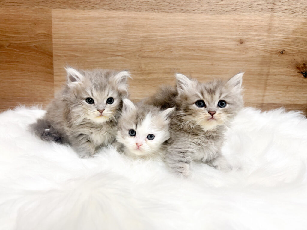 22026年3月20日撮影 