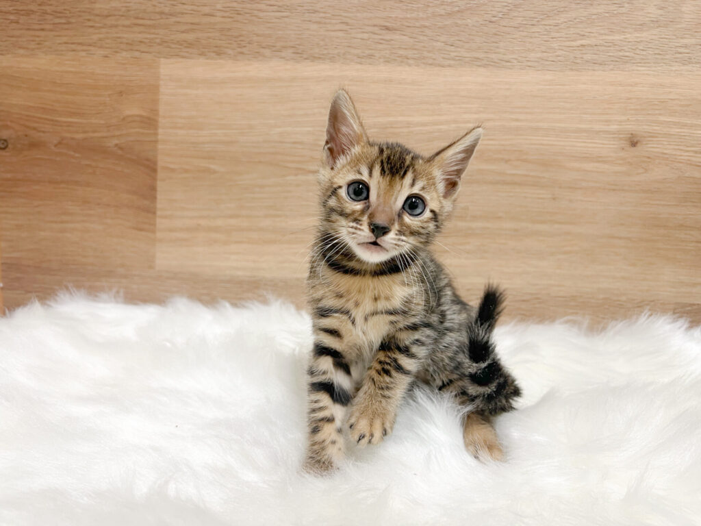 2026年3月20日撮影