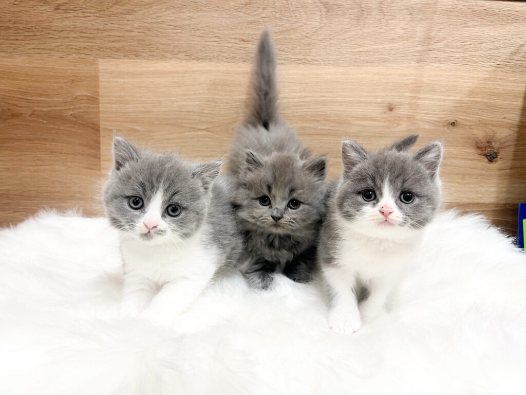 2026年3月20日撮影