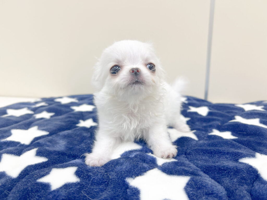 2026年3月20日撮影