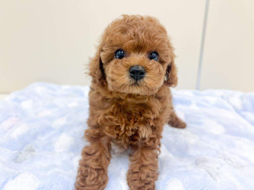 2026年3月27日撮影