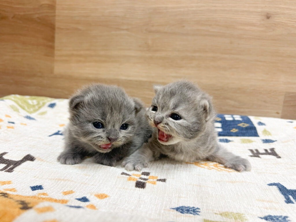 2025年9月19日撮影