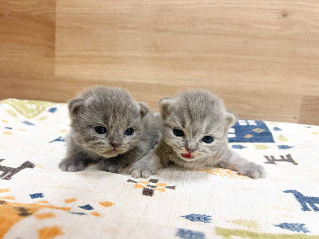 すくすく育ってます𖤐ˊ˗