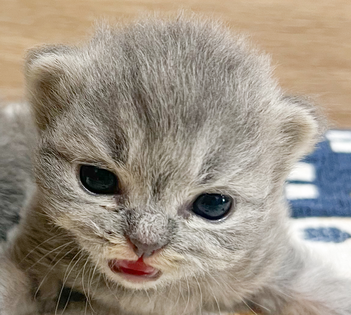 短毛(ブルー①)ジューンブライドシュシュ、わんちゃん猫ちゃん用 シュシュ猫首輪 はんなり桜 ブルー｜ぽぽねこ公式オンラインショップ