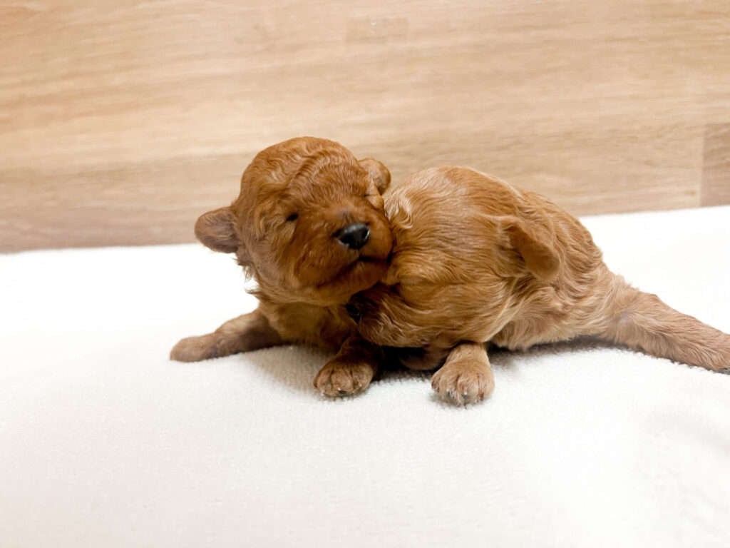 2026年4月3日撮影