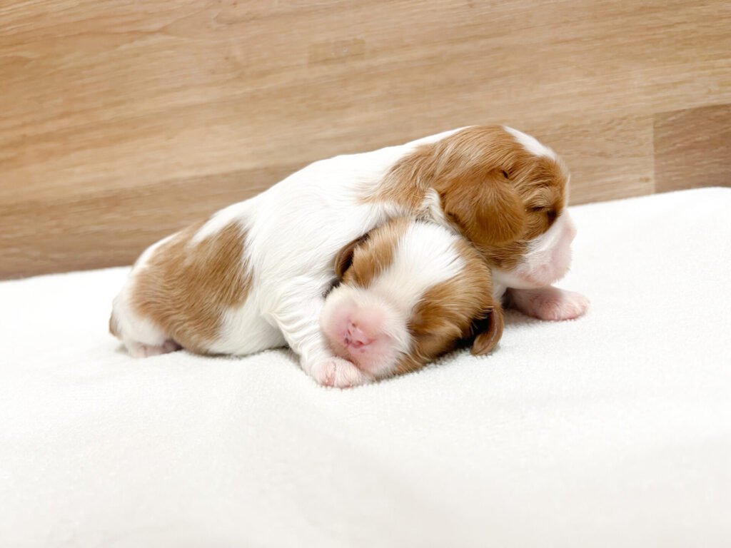 2026年4月3日撮影