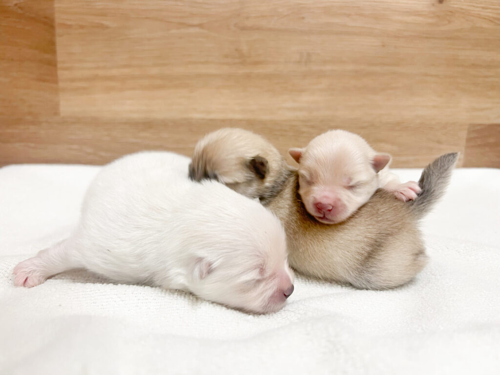 2026年4月3日撮影