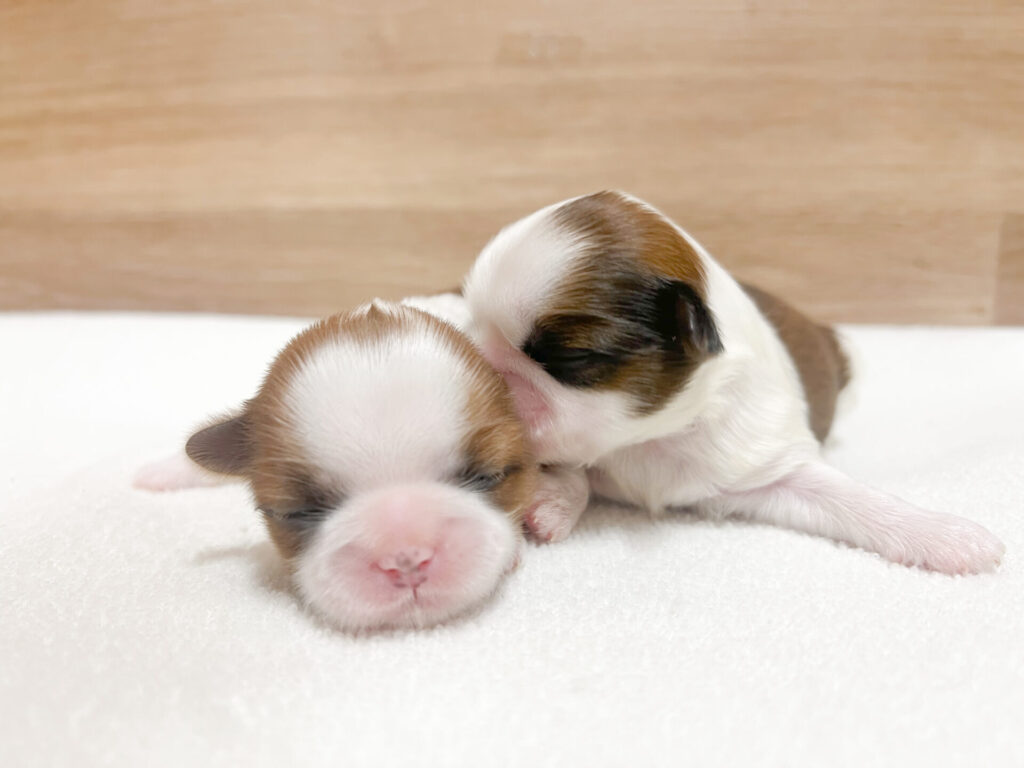 2026年4月4日撮影