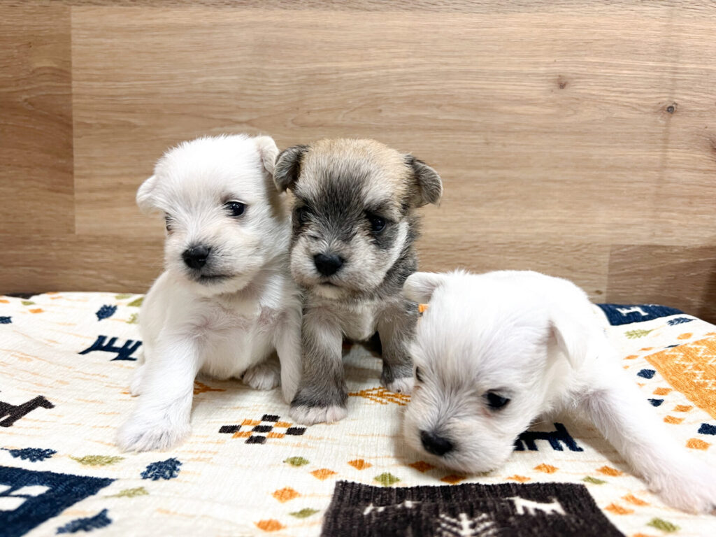 女の子3匹ꕀෆ¨  すくすく育ってます！