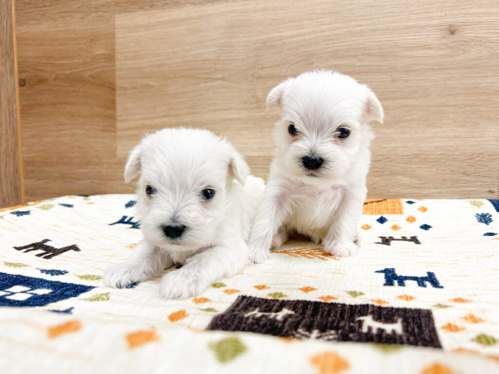 2025年9月22日撮影 男の子2匹𖤐ˊ˗