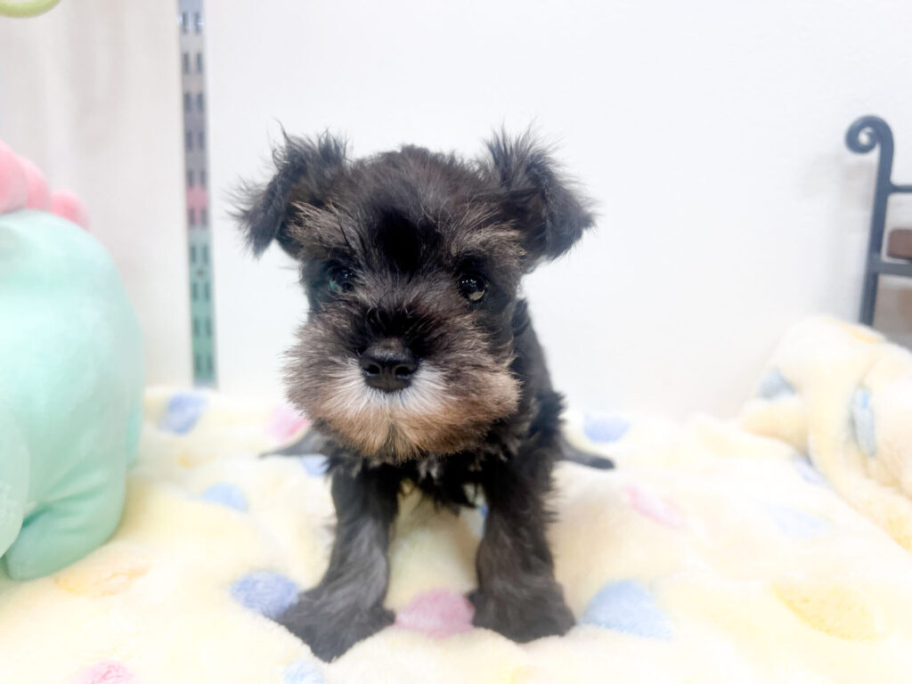 2026年4月10日撮影