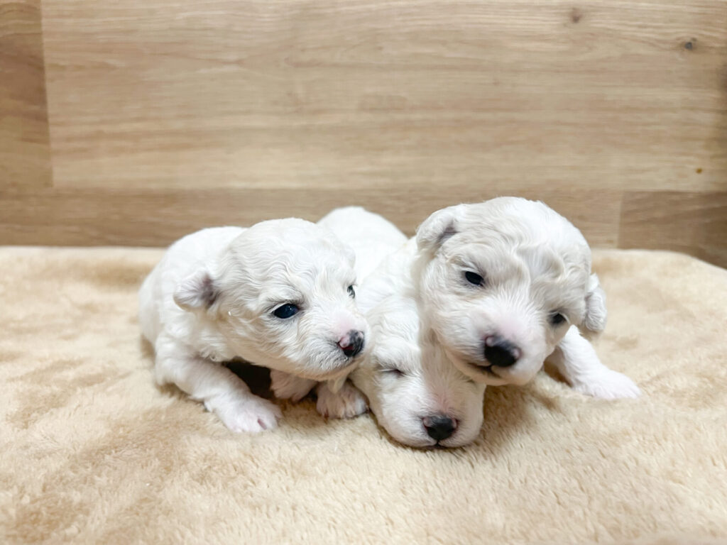 2026年4月17日撮影