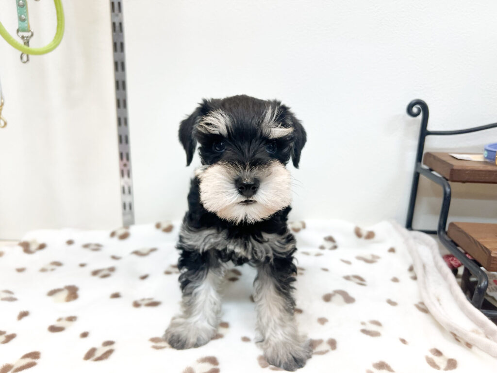 2026年4月17日撮影