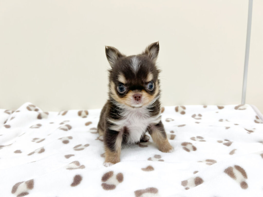 2026年4月18日撮影