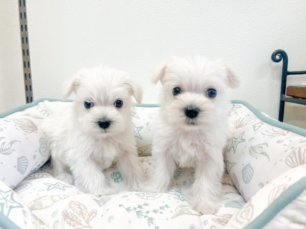 2025年10月6日撮影 男の子2匹𖤐ˊ˗