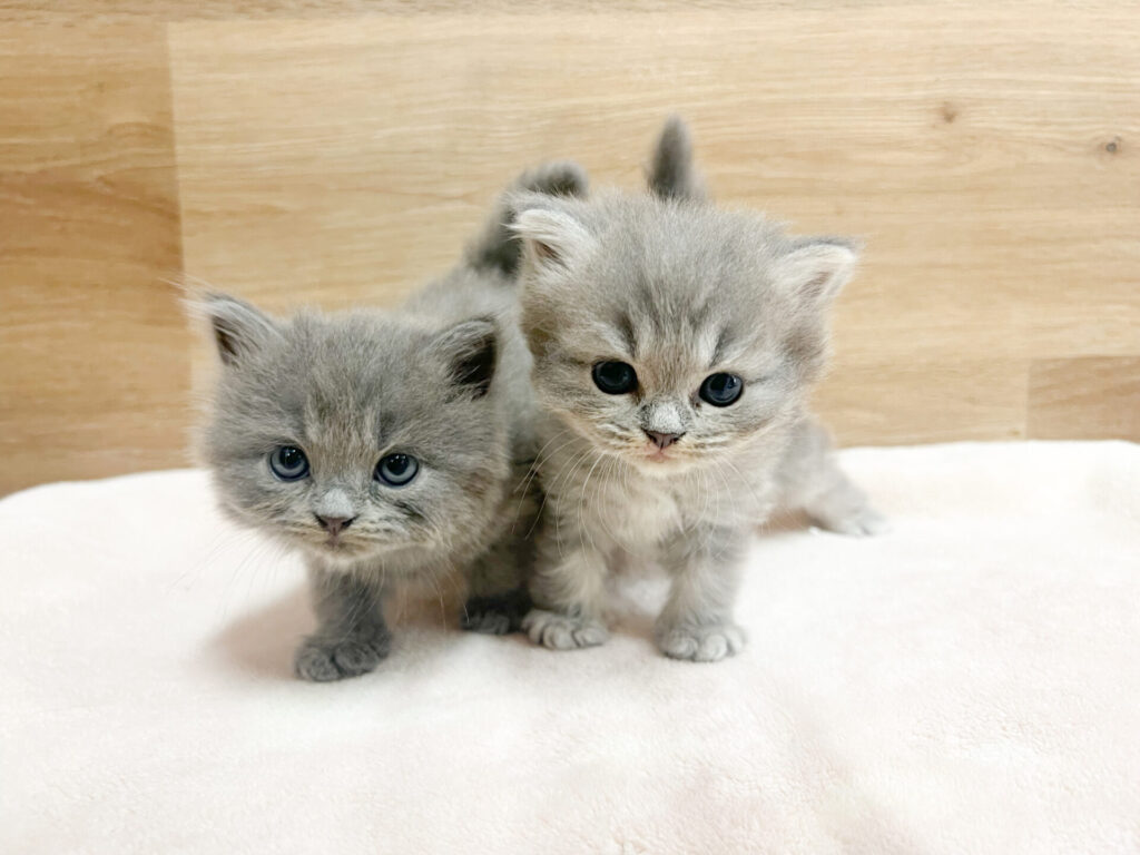 2025年10月6日撮影